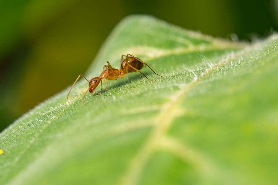 Chicago is a great place to live and work, but there are some things you just can't get rid of. Check out the most common bugs in Chicago here.