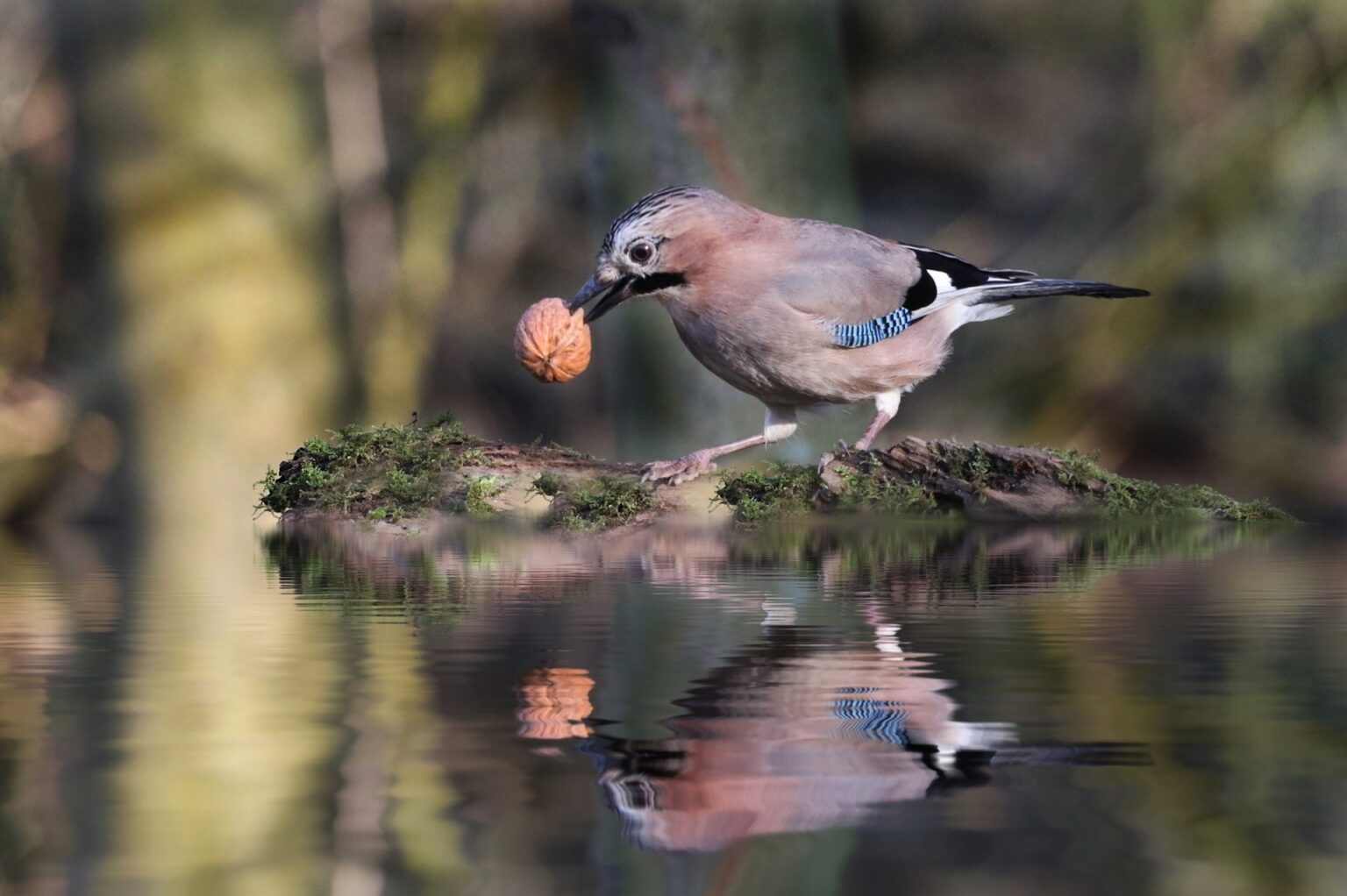 what-does-it-mean-when-you-see-a-blue-jay-decosee