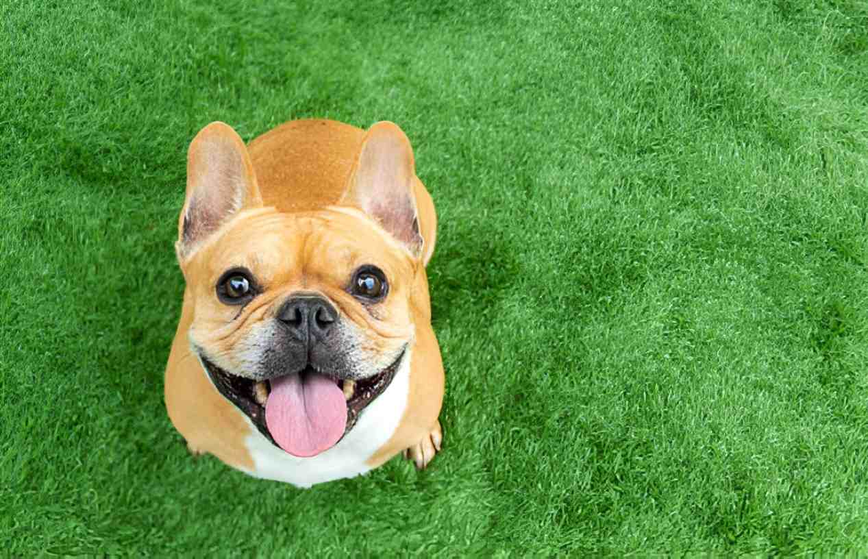 prospective dog owners' crucial considerations